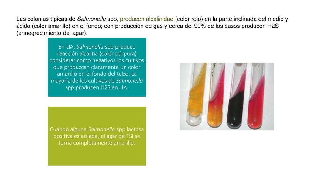 Las colonias típicas de Salmonella spp, producen alcalinidad (color rojo) en la parte inclinada del medio y ácido (color amarillo) en el fondo; con producción de gas y cerca del 90% de los casos producen H2S (ennegrecimiento del agar).