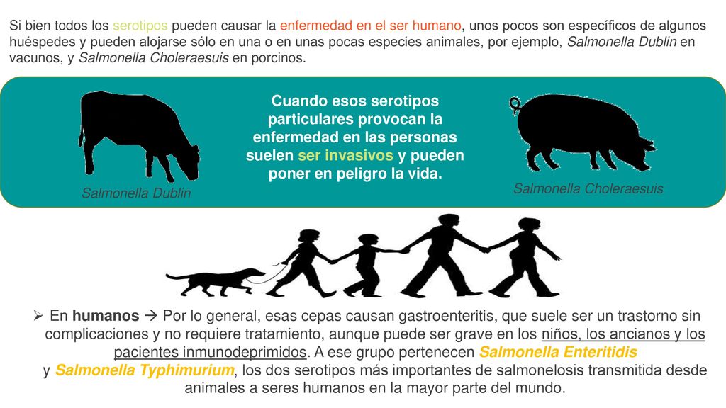 Si bien todos los serotipos pueden causar la enfermedad en el ser humano, unos pocos son específicos de algunos huéspedes y pueden alojarse sólo en una o en unas pocas especies animales, por ejemplo, Salmonella Dublin en vacunos, y Salmonella Choleraesuis en porcinos.