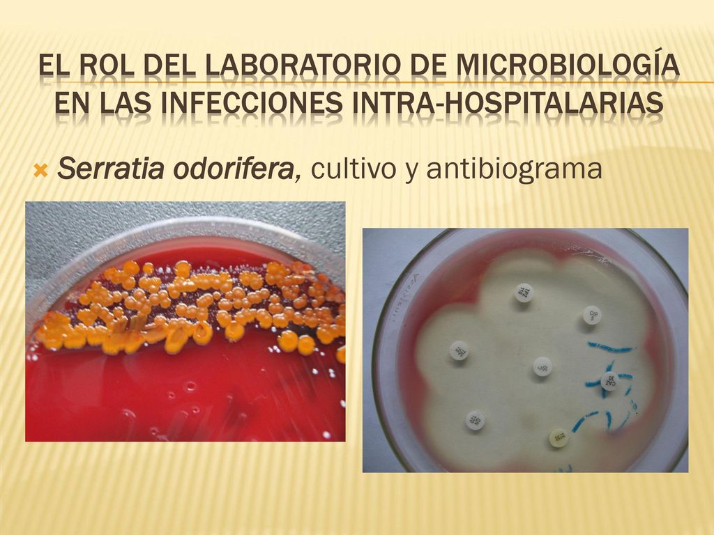 EL ROL DEL LABORATORIO DE MICROBIOLOGÍA en las infecciones intra-hospitalarias