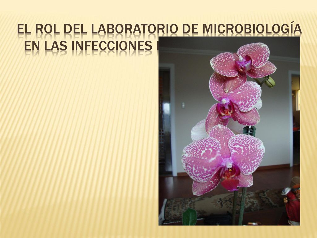 EL ROL DEL LABORATORIO DE MICROBIOLOGÍA en las infecciones intra-hospitalarias