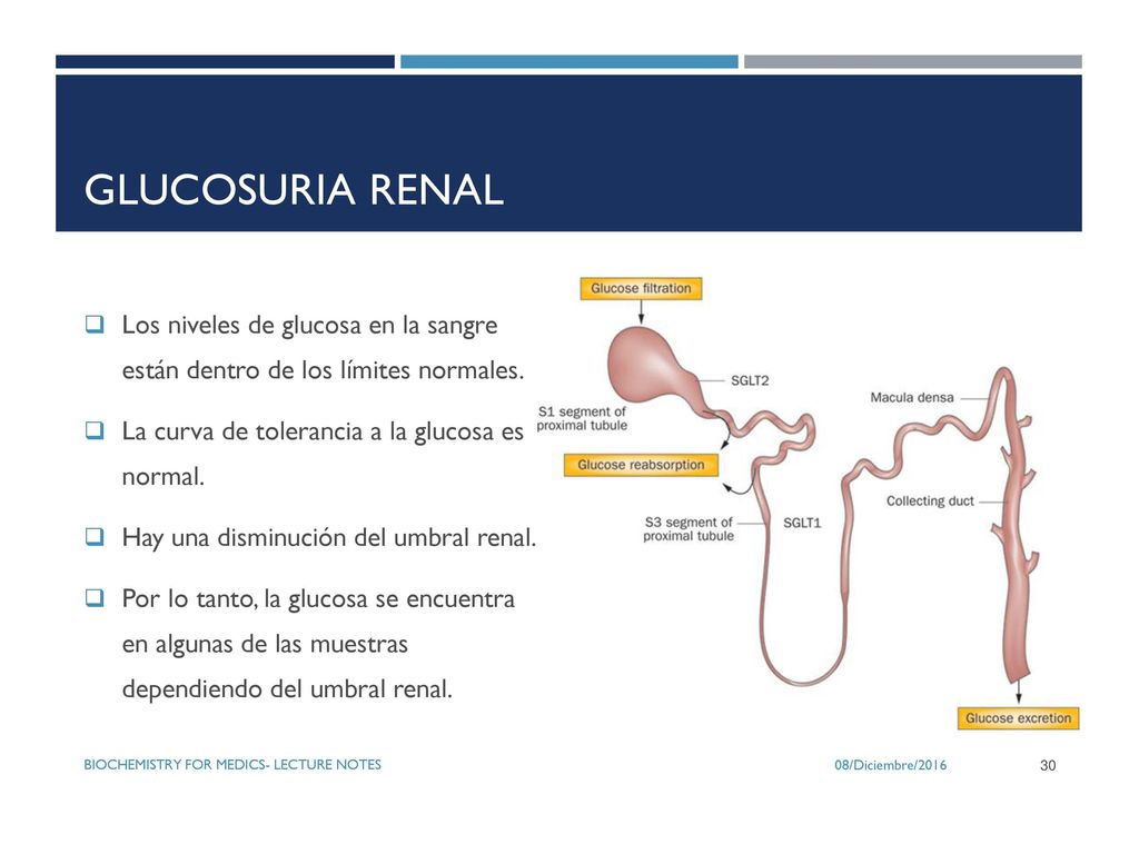 Glucosuria renal Los niveles de glucosa en la sangre están dentro de los límites normales. La curva de tolerancia a la glucosa es normal.