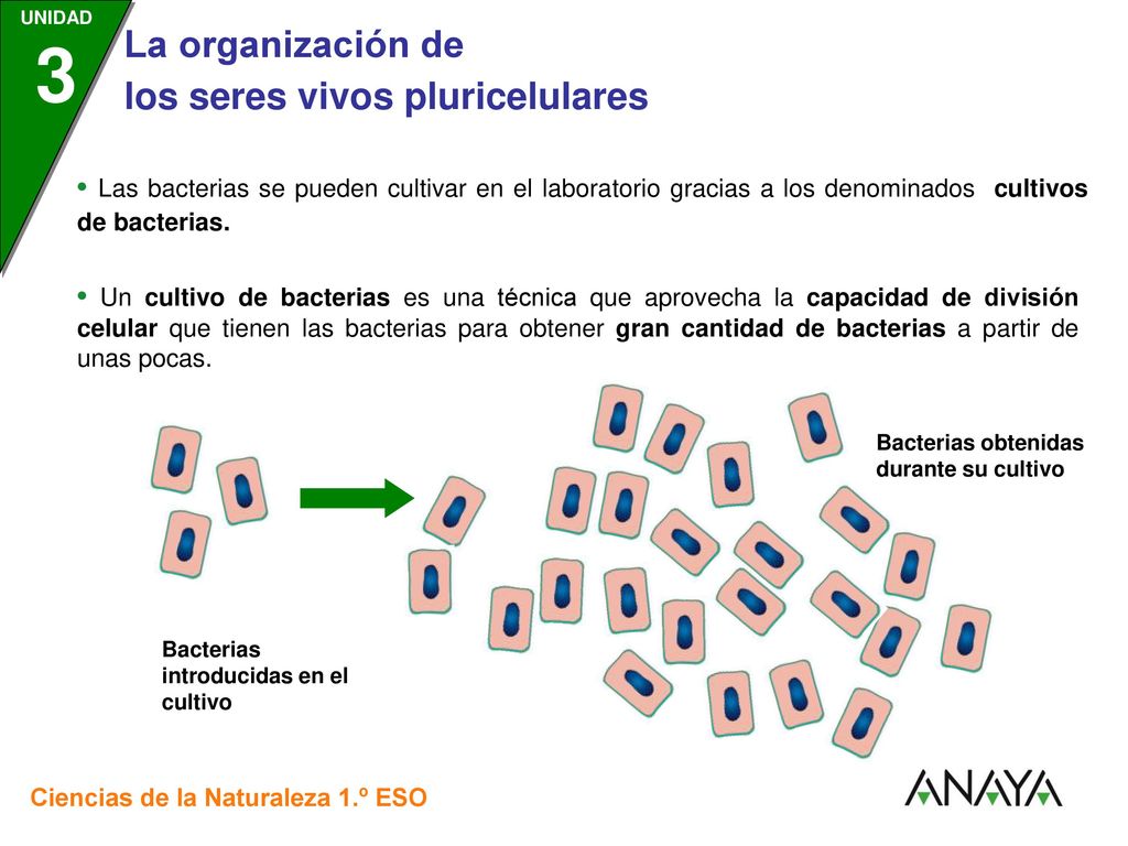 • Las bacterias se pueden cultivar en el laboratorio gracias a los denominados cultivos de bacterias.