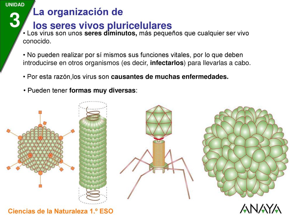 • Los virus son unos seres diminutos, más pequeños que cualquier ser vivo conocido.