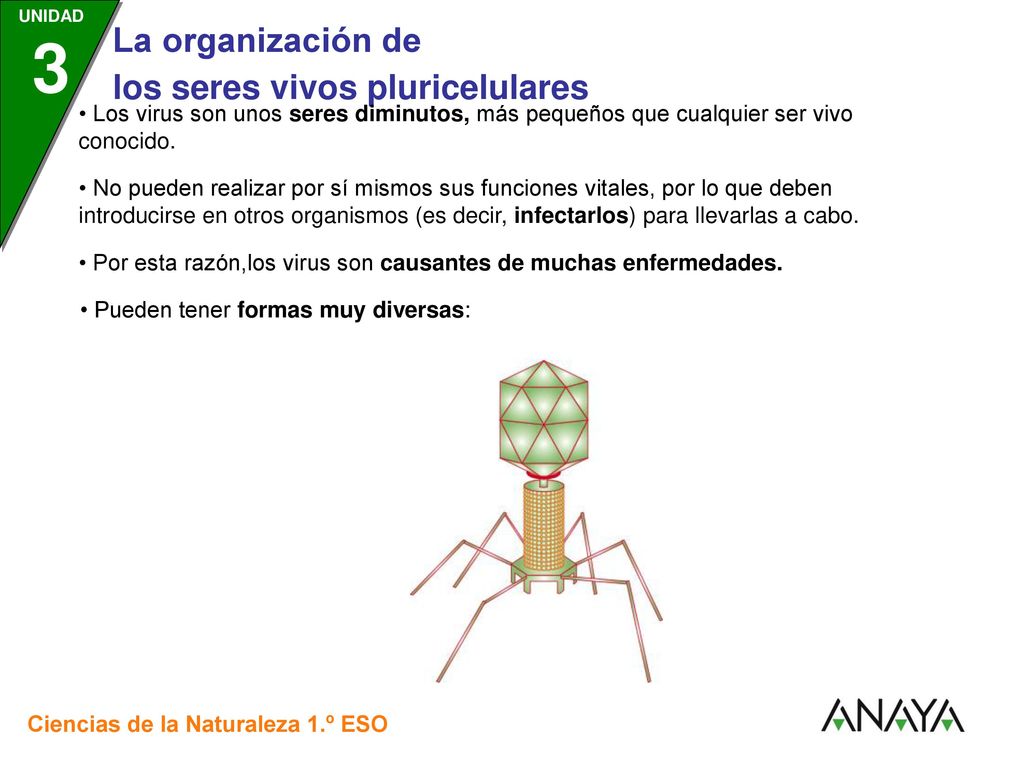 • Los virus son unos seres diminutos, más pequeños que cualquier ser vivo conocido.
