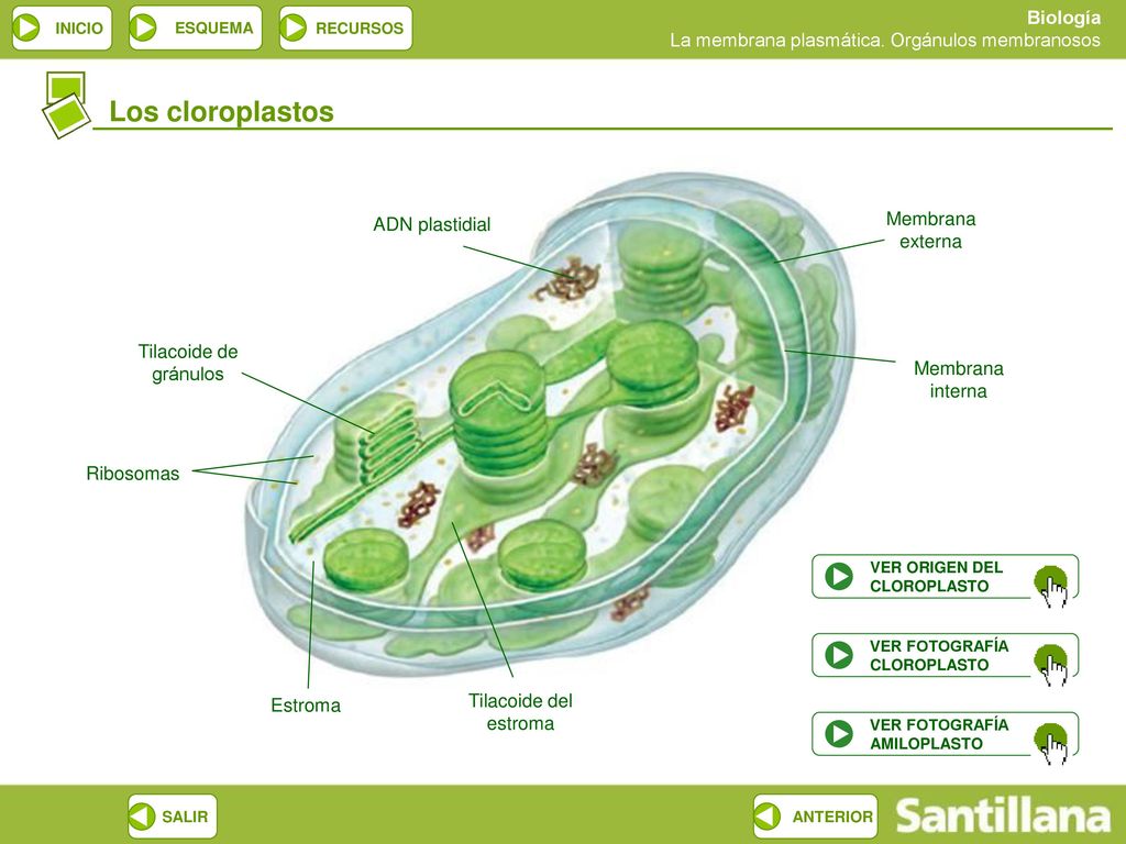 Los cloroplastos Membrana externa ADN plastidial Tilacoide de gránulos