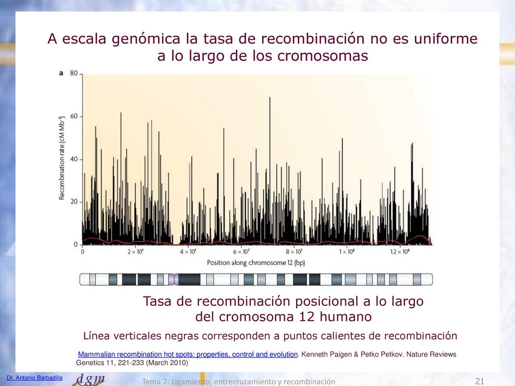 A escala genómica la tasa de recombinación no es uniforme