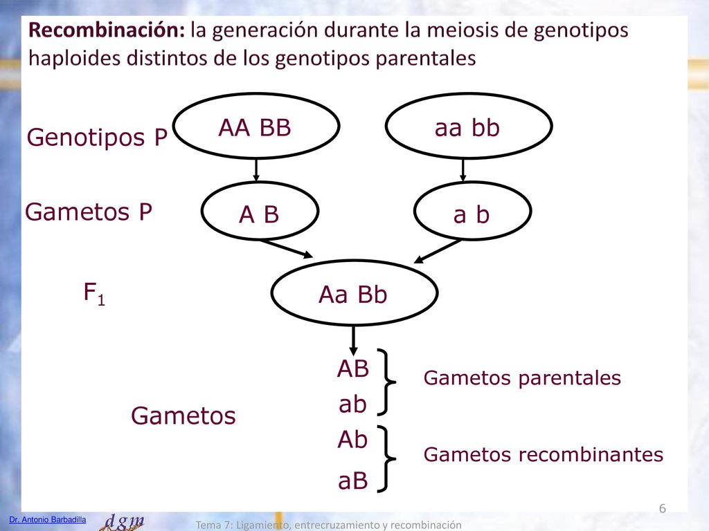 Recombinación: la generación durante la meiosis de genotipos haploides distintos de los genotipos parentales