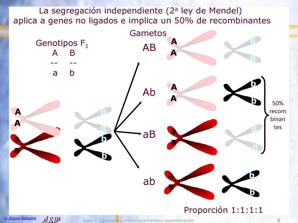 AB Ab aB ab La segregación independiente (2a ley de Mendel)