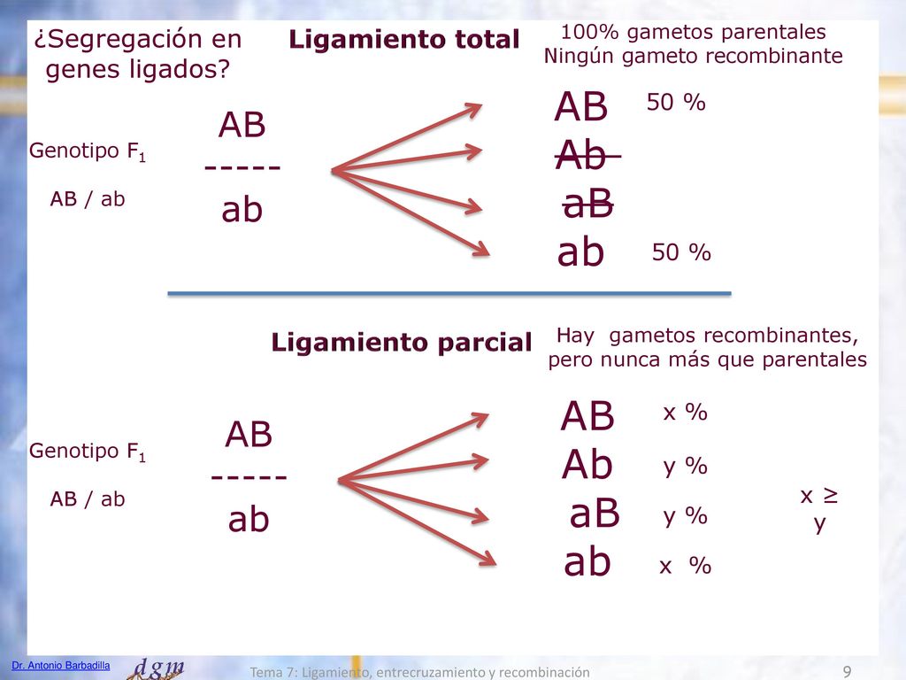 AB Ab aB ab AB Ab aB ab AB ab AB ab