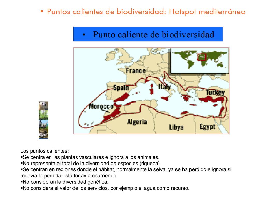 Los puntos calientes: Se centra en las plantas vasculares e ignora a los animales. No representa el total de la diversidad de especies (riqueza)