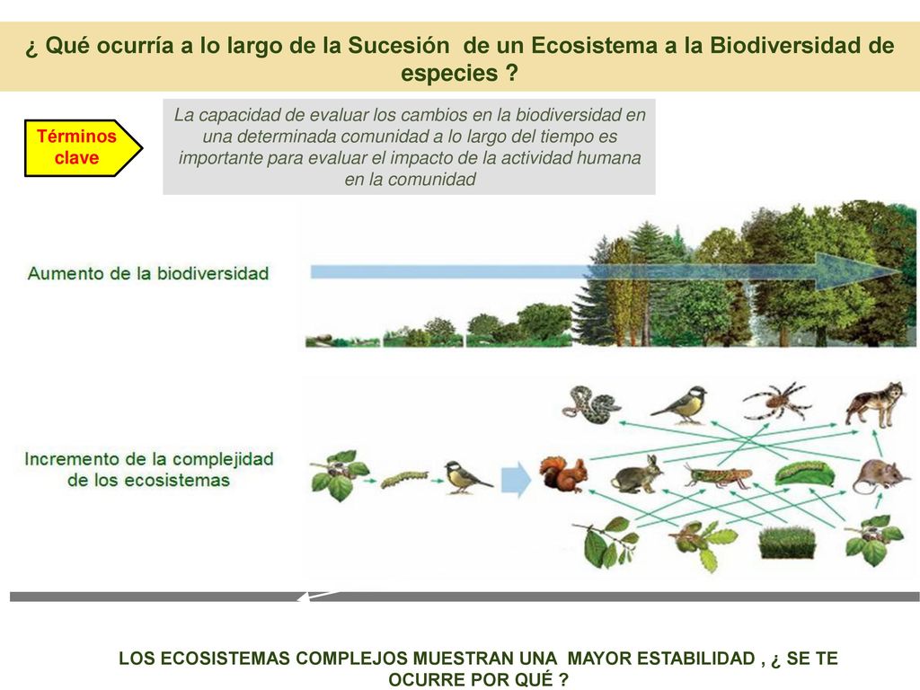 ¿ Qué ocurría a lo largo de la Sucesión de un Ecosistema a la Biodiversidad de especies