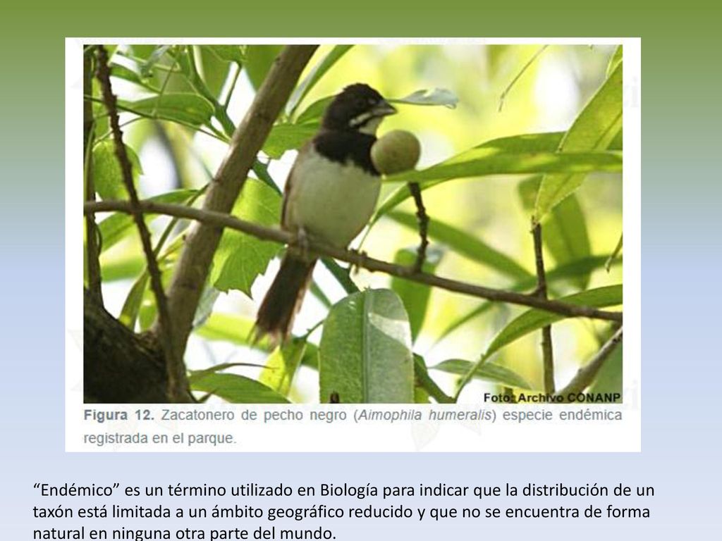 Endémico es un término utilizado en Biología para indicar que la distribución de un taxón está limitada a un ámbito geográfico reducido y que no se encuentra de forma natural en ninguna otra parte del mundo.