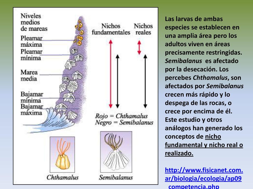 Las larvas de ambas especies se establecen en una amplia área pero los adultos viven en áreas precisamente restringidas. Semibalanus es afectado por la desecación. Los percebes Chthamalus, son afectados por Semibalanus crecen más rápido y lo despega de las rocas, o crece por encima de él. Este estudio y otros análogos han generado los conceptos de nicho fundamental y nicho real o realizado.
