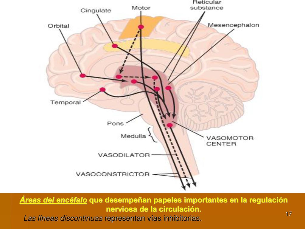 Áreas del encéfalo que desempeñan papeles importantes en la regulación nerviosa de la circulación.