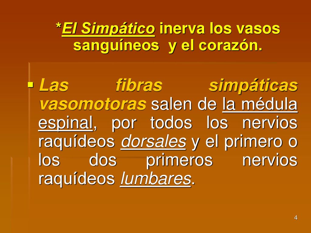 *El Simpático inerva los vasos sanguíneos y el corazón.