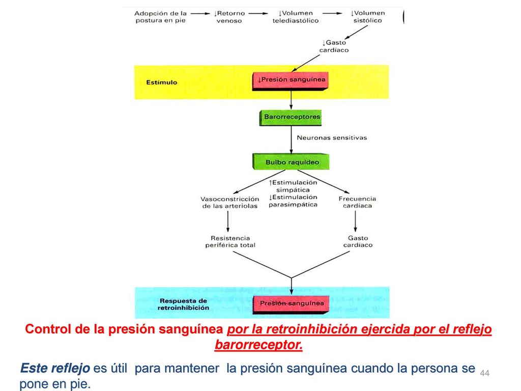 Control de la presión sanguínea por la retroinhibición ejercida por el reflejo barorreceptor.