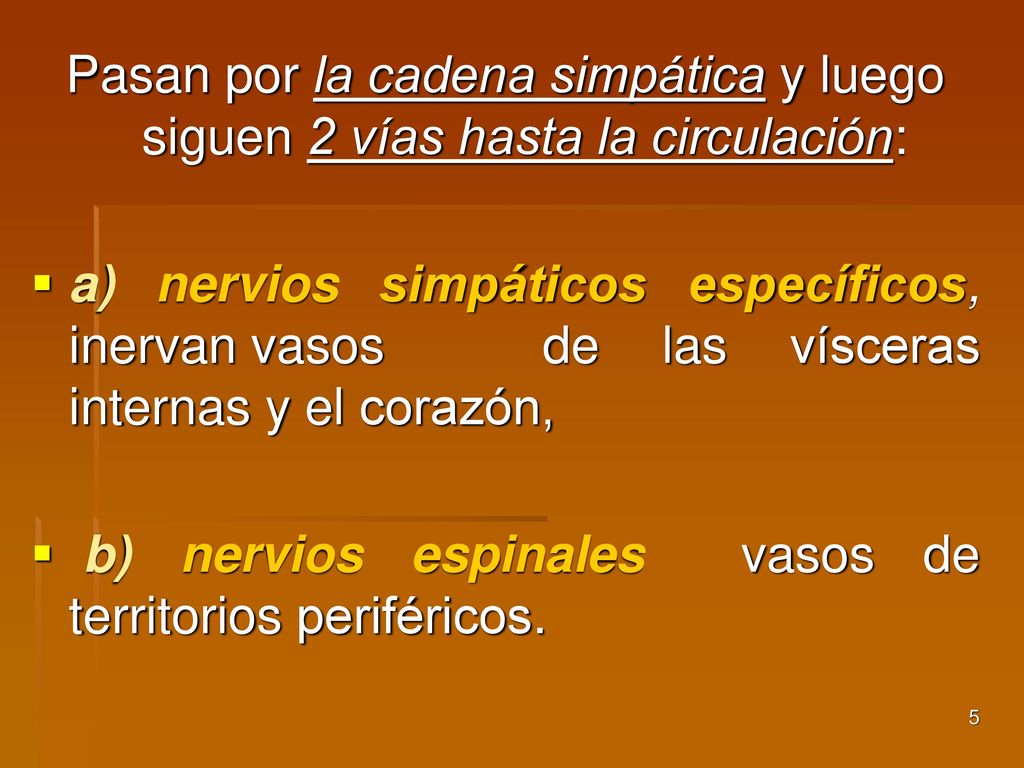 Pasan por la cadena simpática y luego siguen 2 vías hasta la circulación: