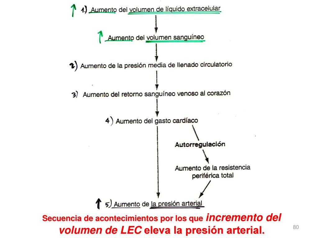 Secuencia de acontecimientos por los que incremento del volumen de LEC eleva la presión arterial.
