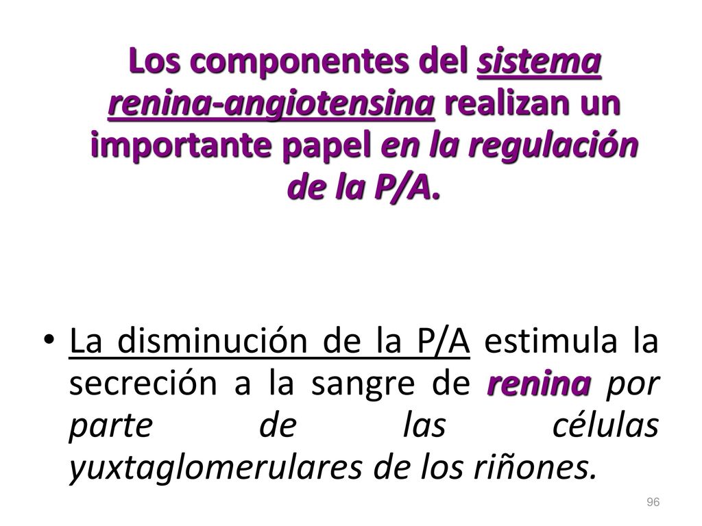 Los componentes del sistema renina-angiotensina realizan un importante papel en la regulación de la P/A.