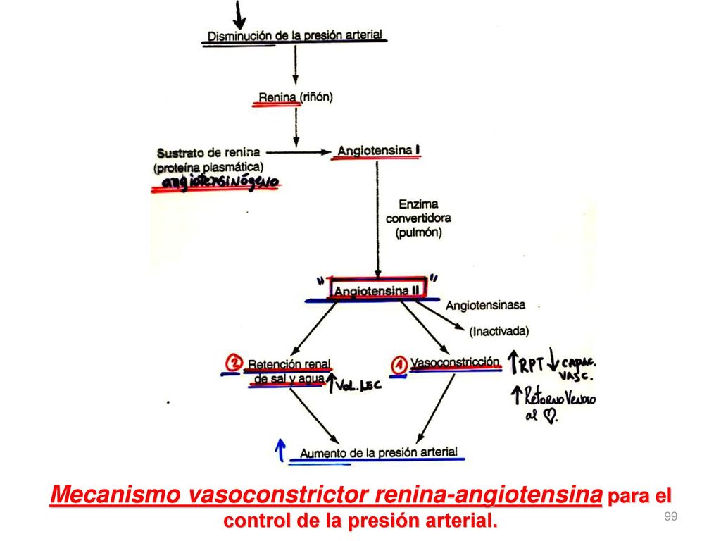 Mecanismo vasoconstrictor renina-angiotensina para el control de la presión arterial.