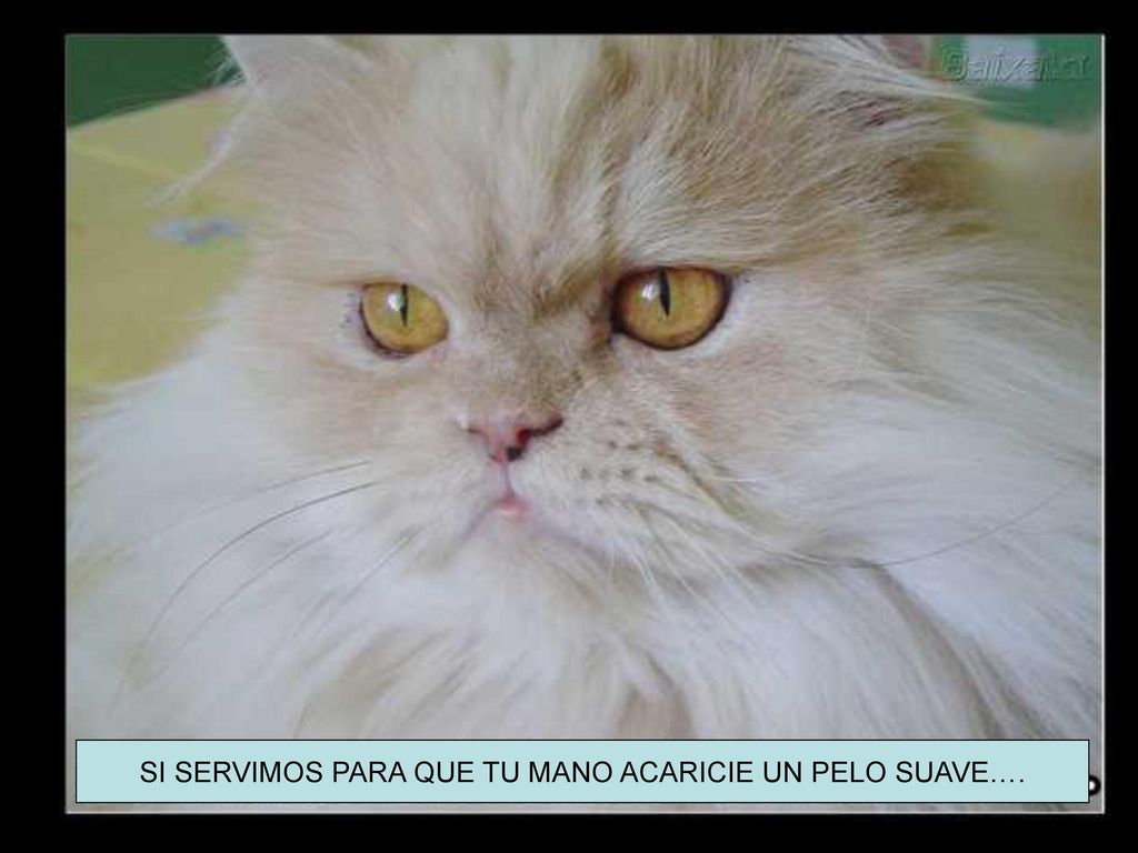 SI SERVIMOS PARA QUE TU MANO ACARICIE UN PELO SUAVE….