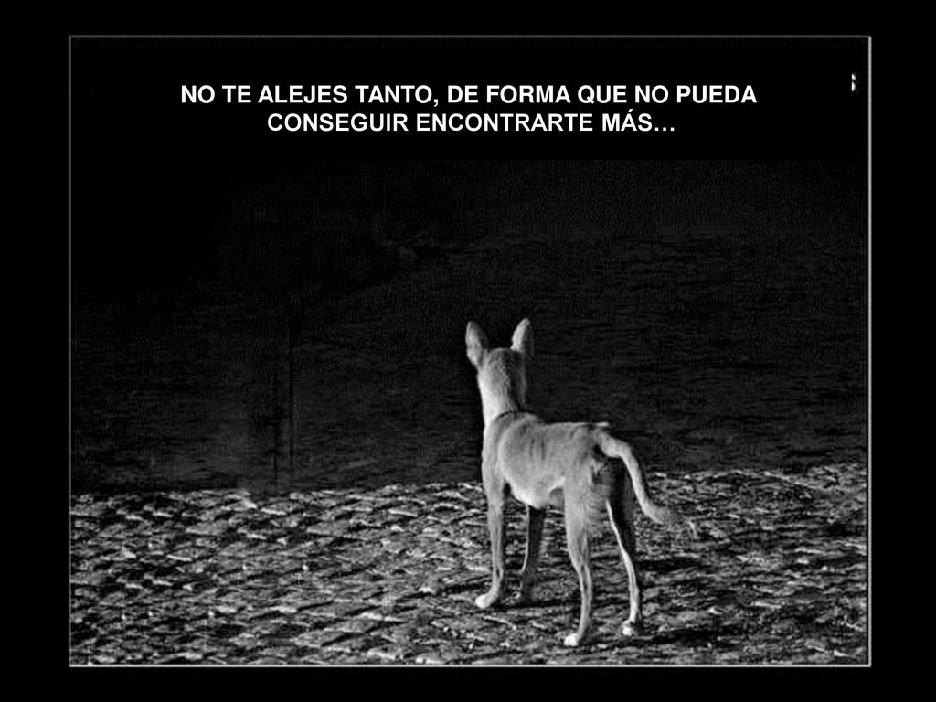 NO TE ALEJES TANTO, DE FORMA QUE NO PUEDA CONSEGUIR ENCONTRARTE MÁS…