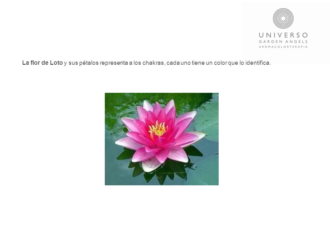 La flor de Loto y sus pétalos representa a los chakras, cada uno tiene un color que lo identifica.
