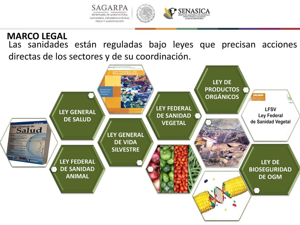 MARCO LEGAL Las sanidades están reguladas bajo leyes que precisan acciones directas de los sectores y de su coordinación.