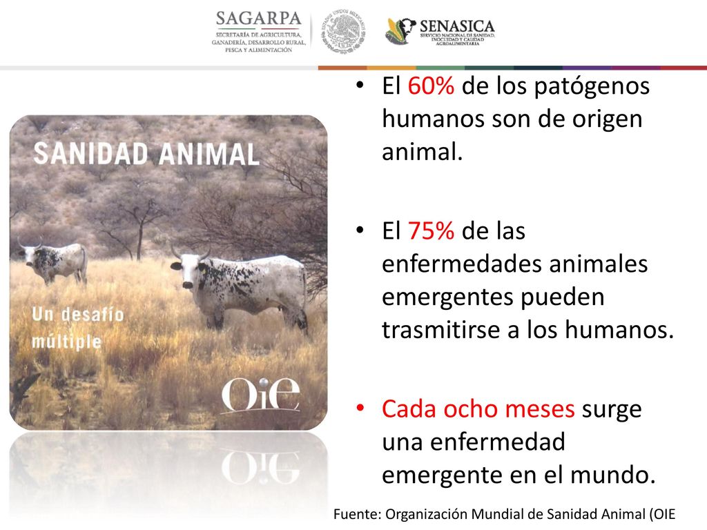 El 60% de los patógenos humanos son de origen animal.