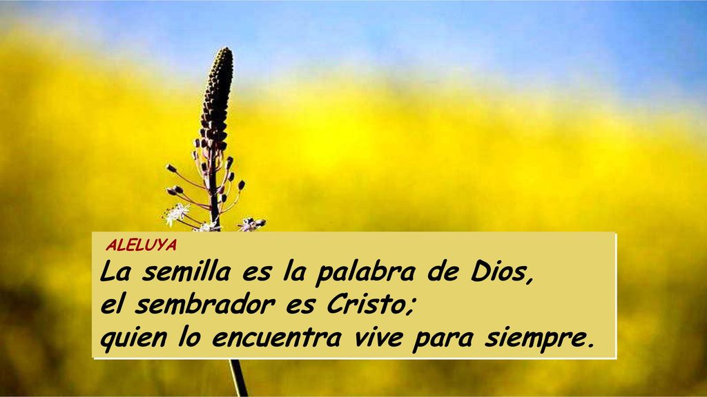 ALELUYA La semilla es la palabra de Dios, el sembrador es Cristo; quien lo encuentra vive para siempre.