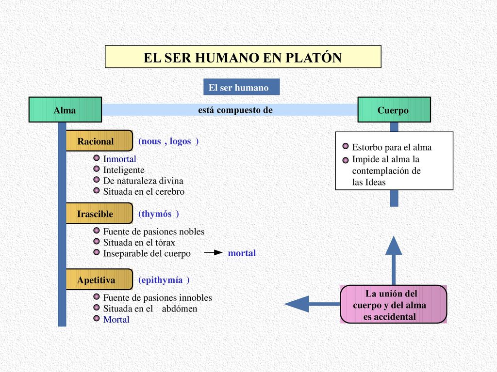 EL SER HUMANO EN PLATÓN El ser humano Alma está compuesto de Cuerpo