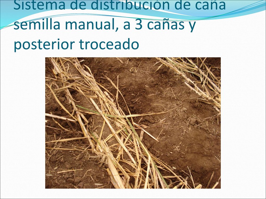 Sistema de distribución de caña semilla manual, a 3 cañas y posterior troceado