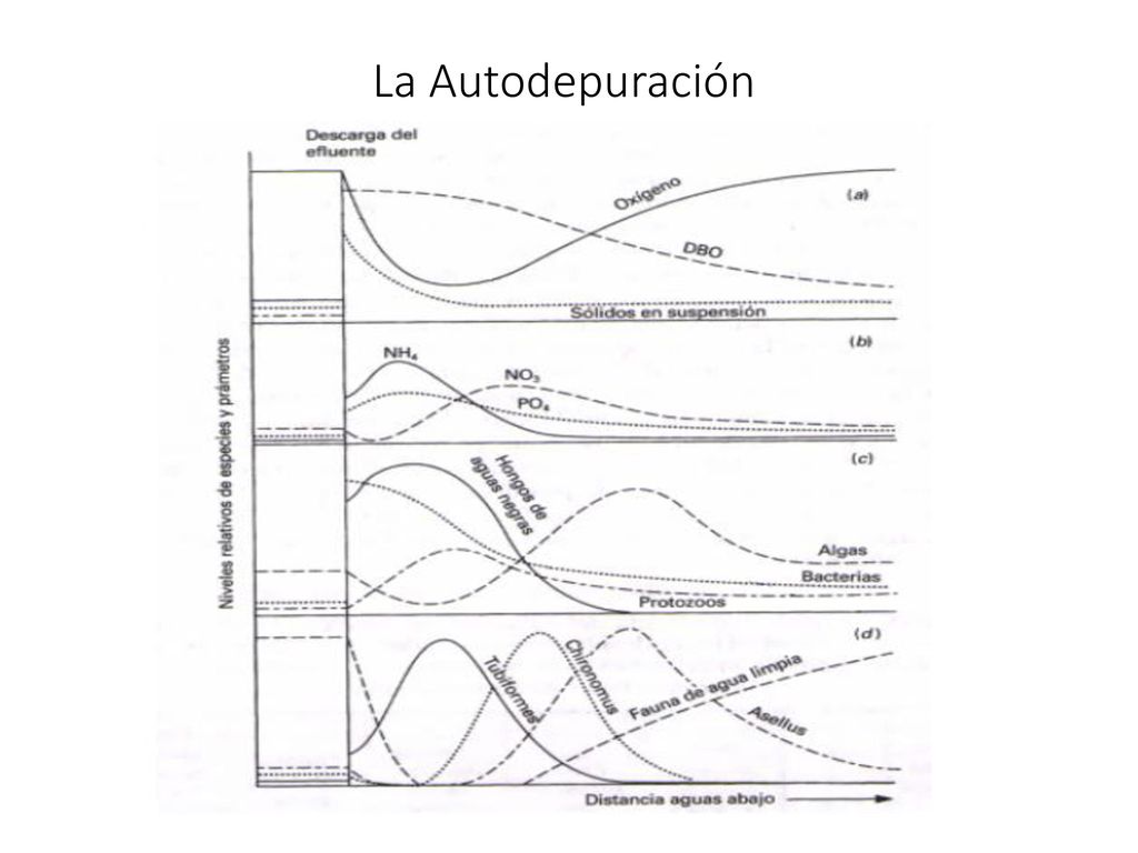La Autodepuración Autodepuración  Capacidad natural de residencia a los contaminantes. Principales Factores: