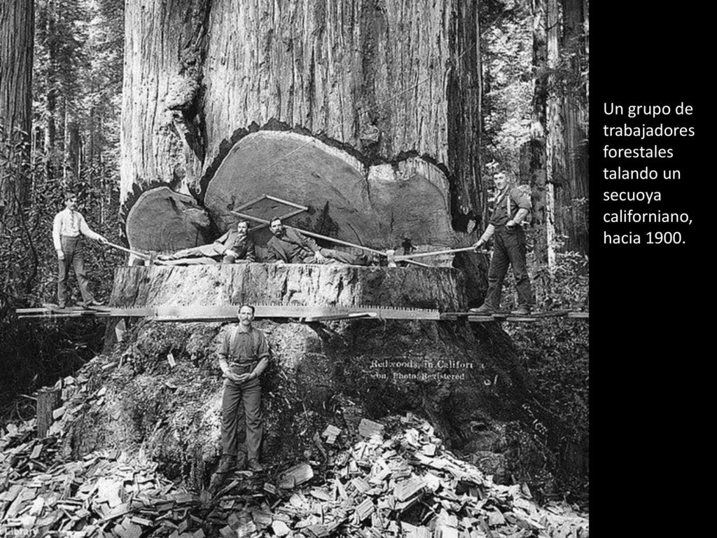 Un grupo de trabajadores forestales talando un secuoya californiano, hacia 1900.