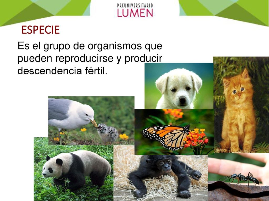 ESPECIE Es el grupo de organismos que pueden reproducirse y producir descendencia fértil.