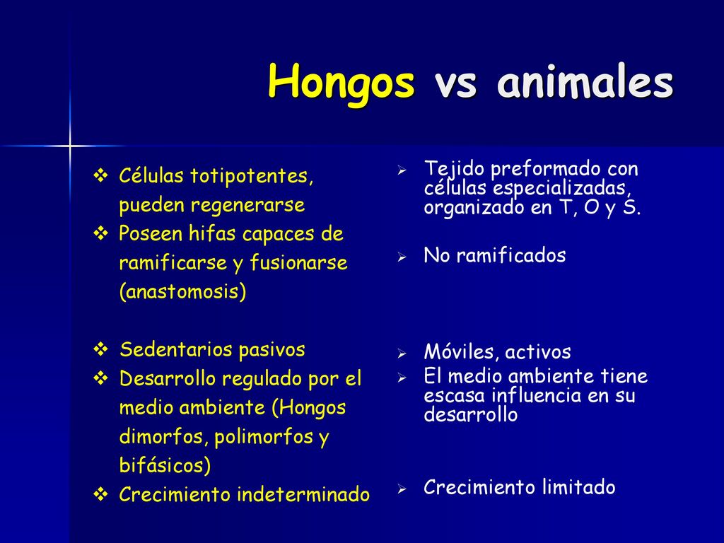 Hongos vs animales Células totipotentes, pueden regenerarse