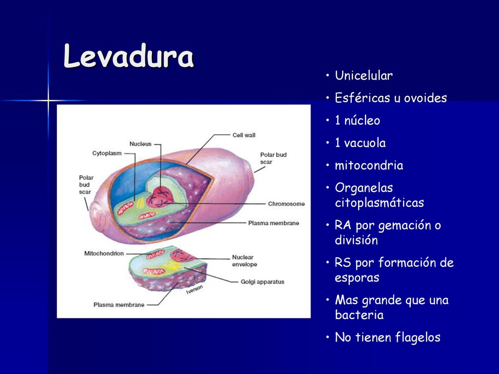 Levadura Unicelular Esféricas u ovoides 1 núcleo 1 vacuola mitocondria
