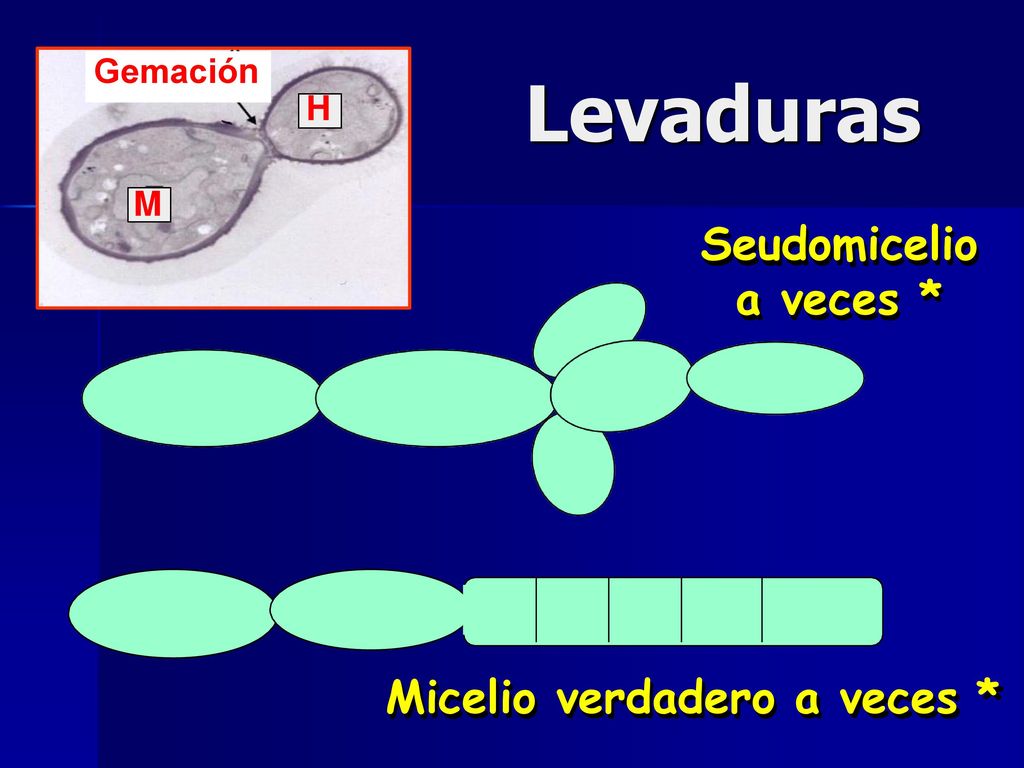 Levaduras Seudomicelio a veces * Micelio verdadero a veces * Gemación