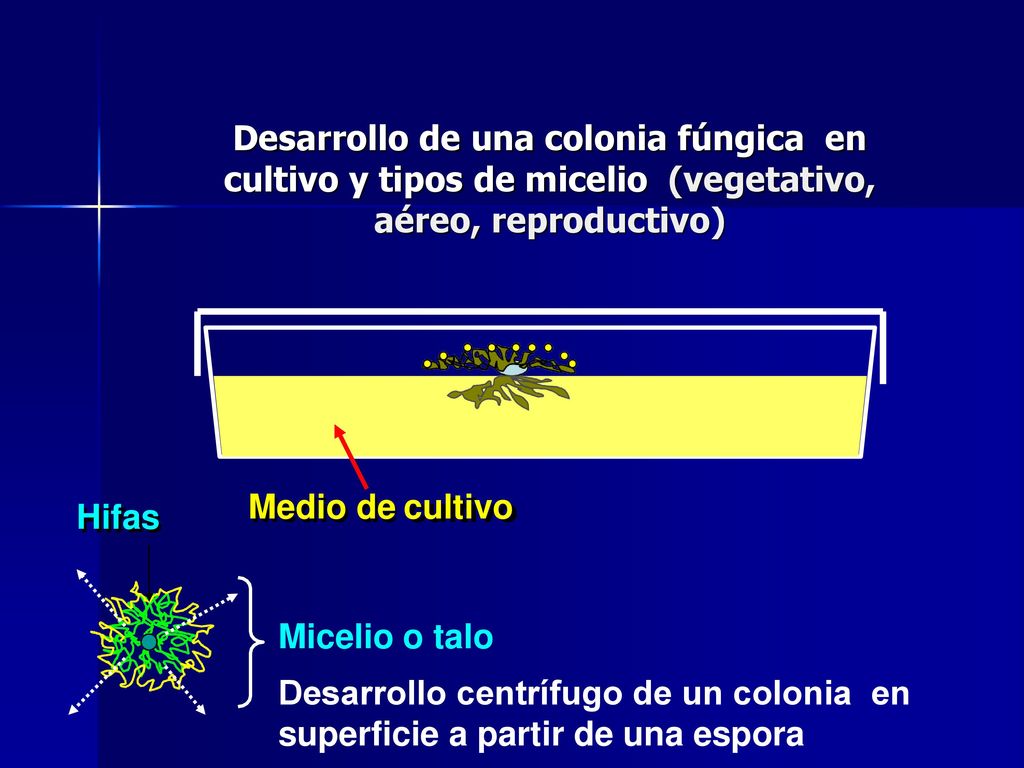 Desarrollo de una colonia fúngica en cultivo y tipos de micelio (vegetativo, aéreo, reproductivo)