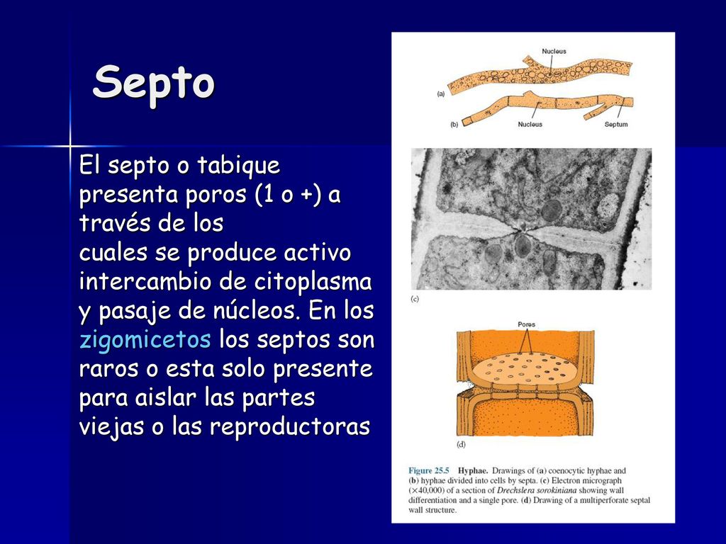 Septo El septo o tabique presenta poros (1 o +) a través de los