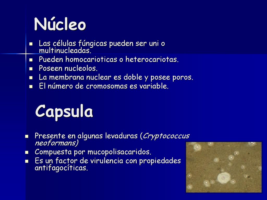 Núcleo Capsula Las células fúngicas pueden ser uni o multinucleadas.