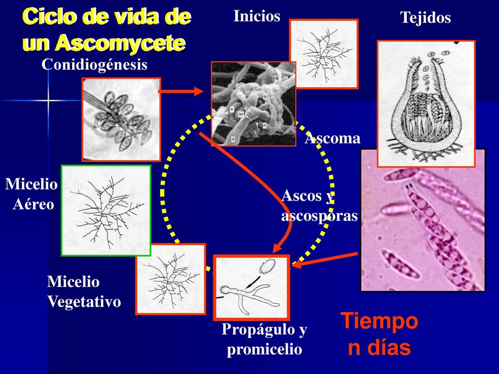 Ciclo de vida de un Ascomycete Tiempo n días Inicios Tejidos