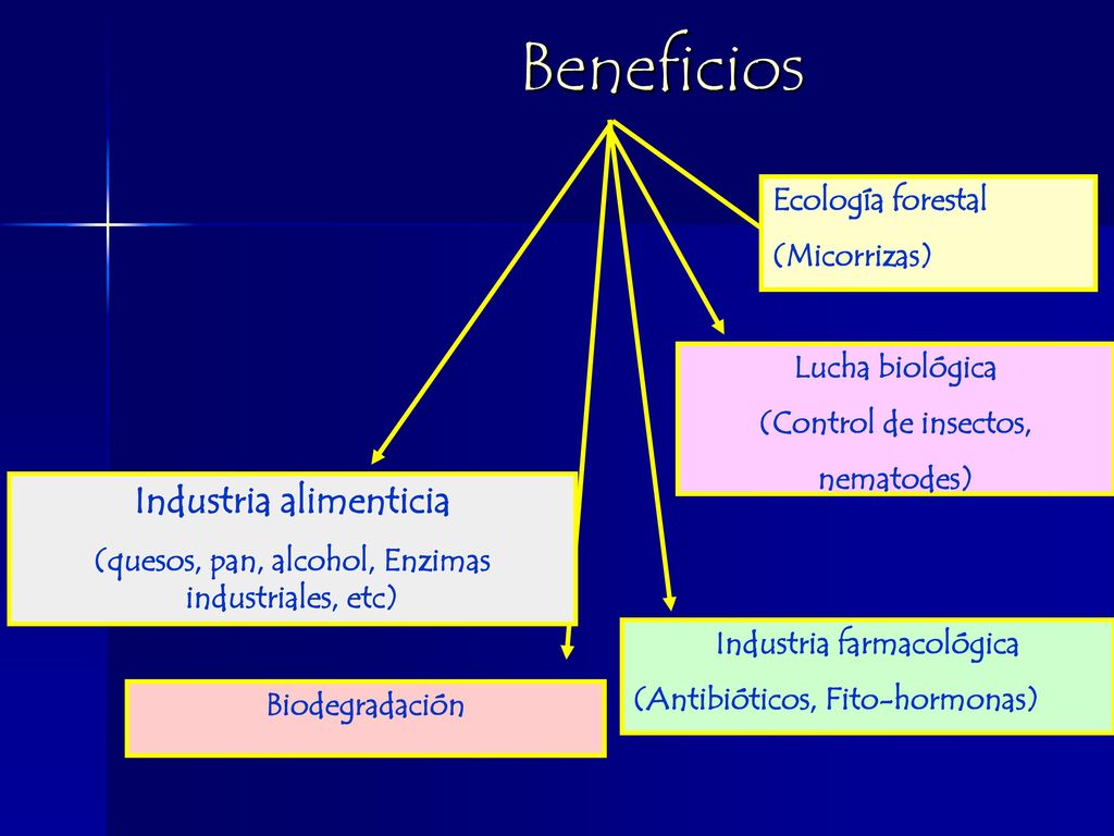 Beneficios Industria alimenticia Ecología forestal (Micorrizas)