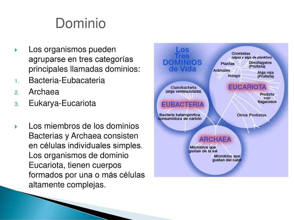 Dominio Los organismos pueden agruparse en tres categorías principales llamadas dominios: Bacteria-Eubacateria.