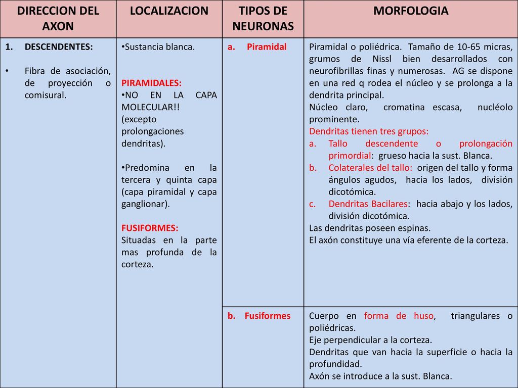 DIRECCION DEL AXON LOCALIZACION TIPOS DE NEURONAS MORFOLOGIA