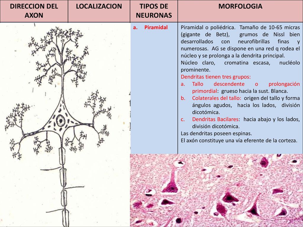DIRECCION DEL AXON LOCALIZACION TIPOS DE NEURONAS MORFOLOGIA