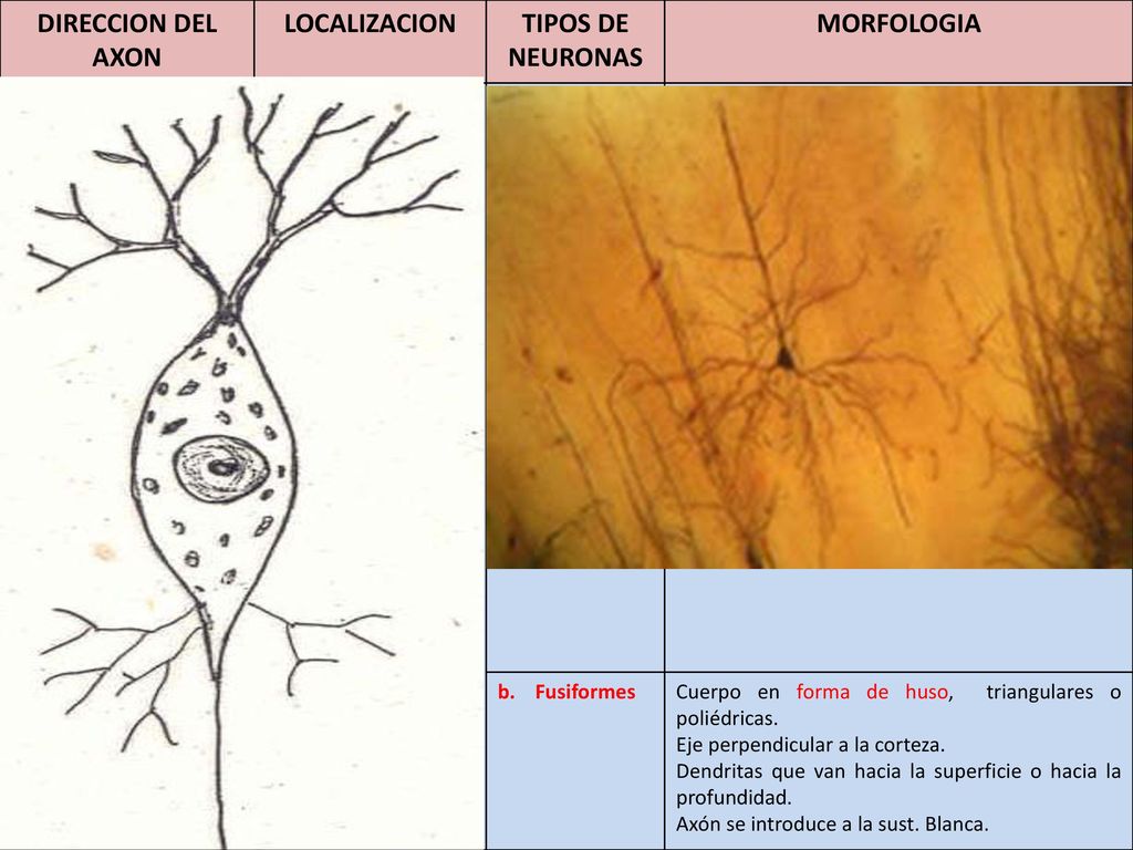 DIRECCION DEL AXON LOCALIZACION TIPOS DE NEURONAS MORFOLOGIA