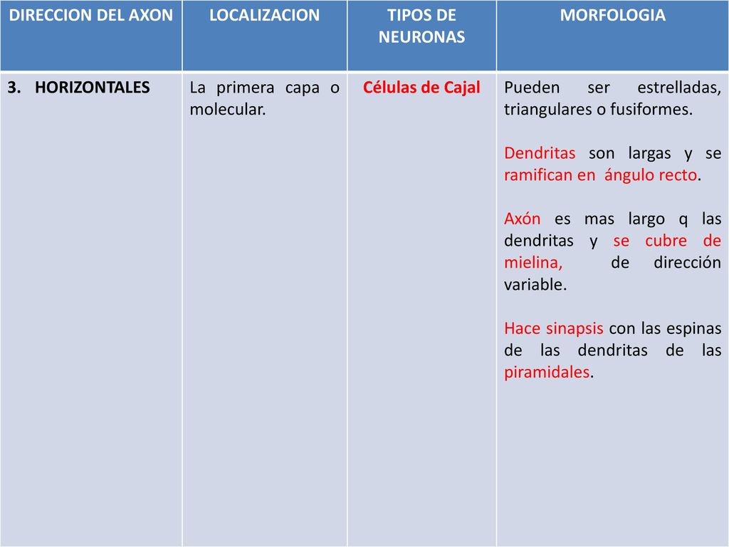 DIRECCION DEL AXON LOCALIZACION. TIPOS DE NEURONAS. MORFOLOGIA. HORIZONTALES. La primera capa o molecular.