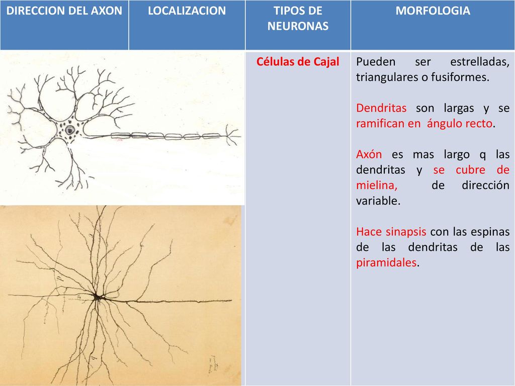 DIRECCION DEL AXON LOCALIZACION. TIPOS DE NEURONAS. MORFOLOGIA. HORIZONTALES. La primera capa o moelcular.