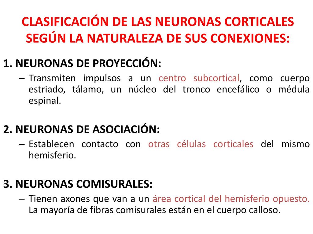 CLASIFICACIÓN DE LAS NEURONAS CORTICALES SEGÚN LA NATURALEZA DE SUS CONEXIONES: